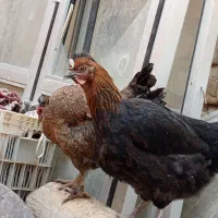 مرغ محلی پاسیاه