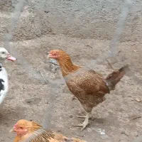 سه عدد بوقلمون ماده و یک عددمرغ اصل روستایی|حیوانات مزرعه|نقده, |دیوار