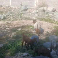 کهره چپش بز قوچ