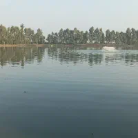 فروش-پرورش-ماهی-گرمابی