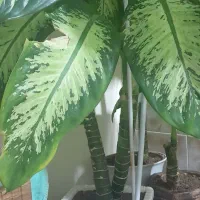 گل طبیعی دئفین باخیا|گل و گیاه طبیعی|تیکمه داش, |دیوار