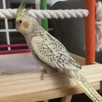 عروس هلندی ، جفت ، جوجه و تک بالغ|پرنده|شیروان (خراسان), |دیوار