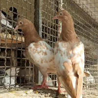 لاکا کبوتر فروخته شد