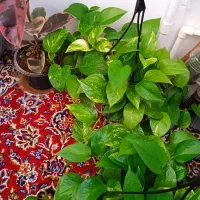 انواع گل و گیاه باکیفیت پتوس مانسترا فیکوس شفلرا..