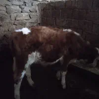 گوساله سمینتال