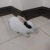 خرگوش|موش و خرگوش|گرگان, |دیوار