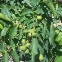 انواع نهال لیبلدار خشکبار|خدمات باغبانی و درختکاری|ساوه, |دیوار