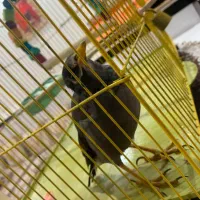 مرغ مینا|پرنده|لامرد, |دیوار