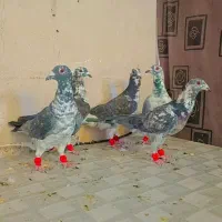 کفتر سار زرد کرمونی سوسکی قره سیاه چپ کله کویتی
