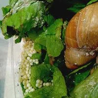 خاویار حلزون . تخم حلزون|آرایشی، بهداشتی، درمانی|تهران, جوادیه|دیوار