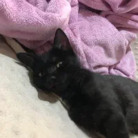 فروش بچه گربه سیاه ۵۰ میلیون