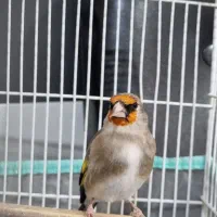 سهره و قناری|پرنده|کرمان, |دیوار