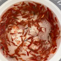 ماهی ساده سایز مخلوط