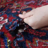 فرش شربیان 12 متری|فرش|میاندوآب, |دیوار