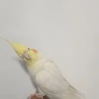 جفت عروس باتخم وجوجه