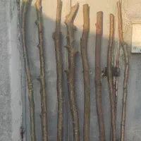 ستون پایه چوب برای پرچین حصار باغ زمین شالیزار