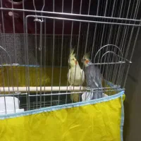 عروس هلندی خوشگل دستی جاندارم بخاطر همین میفروشم|پرنده|تهران, میدان میوه و تره‌بار مرکزی|دیوار