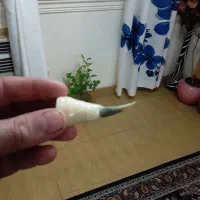 خروس لاری|حیوانات مزرعه|رشت, رشتیان|دیوار