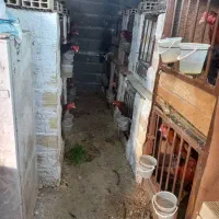 مرغ و خروس لاری