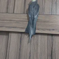 عروس هلندی نرو ماده|پرنده|شهریار, شهرک وائین|دیوار