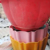 گلدان سالم.|گل و گیاه طبیعی|باسمنج, |دیوار