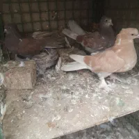 کبوتر