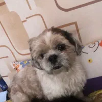 سگ gom shode|سگ|شیراز, چوگیاه‎|دیوار