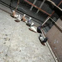 کفتر به قیمت کله کنی