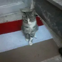 واگزاری ۲بچه گربه|گربه|تبریز, |دیوار