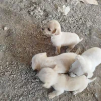 سگ پامرسایز0|سگ|ماهان, |دیوار