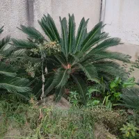 فروش سیکاس|گل و گیاه طبیعی|رشت, خواهر امام|دیوار