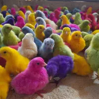 جوجه رنگی. اردک. محلی