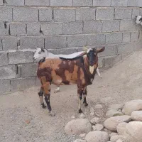 نر بز نژاد بچی|حیوانات مزرعه|فین, |دیوار