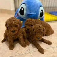 توی پودل و تاینی پودل دوماهه|سگ|تهران, وردآورد|دیوار