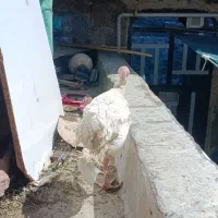 900|حیوانات مزرعه|خاش, |دیوار