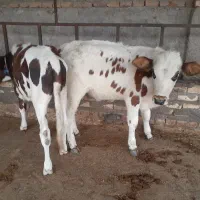 مرکزتهیه گوساله دورگ محلی و گیل دورگ