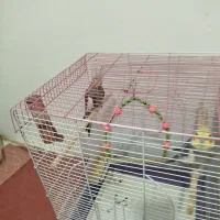 عروس هلندی جفت  ی نرسخنگو