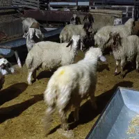 ۳۰ راس بره نر و ماده پروار درجه یک گوسفند|حیوانات مزرعه|سرپل ذهاب, |دیوار