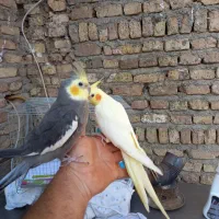 جفت عروس هلندی حرفه ای رام رام|پرنده|هشتگرد, هشتگرد قدیم|دیوار