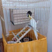 جفت عروس هلندی مولد کار داده