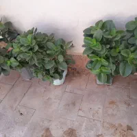 گل و گیاه|گل و گیاه طبیعی|دلیجان, |دیوار