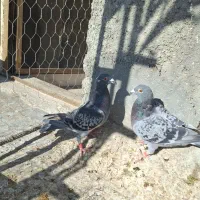 جفت نرو ماده پلاکی دهن جور