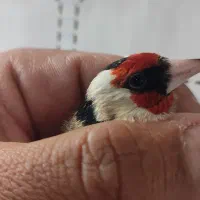 گلبسر سهره ،سهره قناری|پرنده|شیراز, تندگویان|دیوار