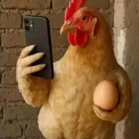 مرغ ، مرغ تخمگذار
