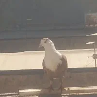 کربلایی|پرنده|مشهد, بهارستان|دیوار