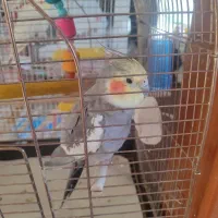 عروس هلندی|پرنده|سنقر, |دیوار