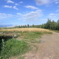 بوشهر   روستای تل اشکی