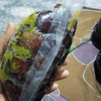 خرمای کبکاب|حراج|برازجان, |دیوار