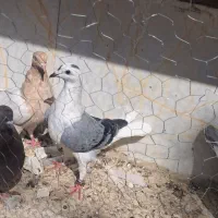 پادرپا جفتی ۷۵۰