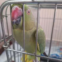 طوطیملنگوماده
